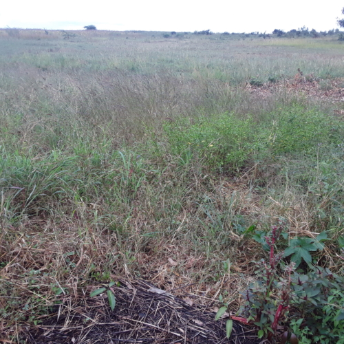 Estate Idle Land bordering the landless ex-tobacco workers